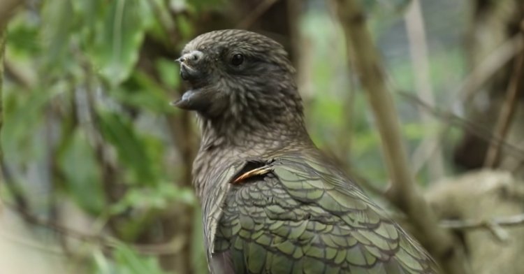 Bird Creates His Own Prosthetic Beak